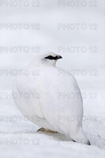 Rock ptarmigan