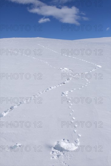 Rock ptarmigan