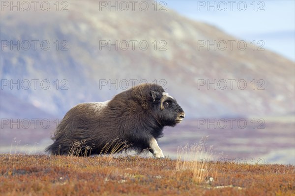 Muskox