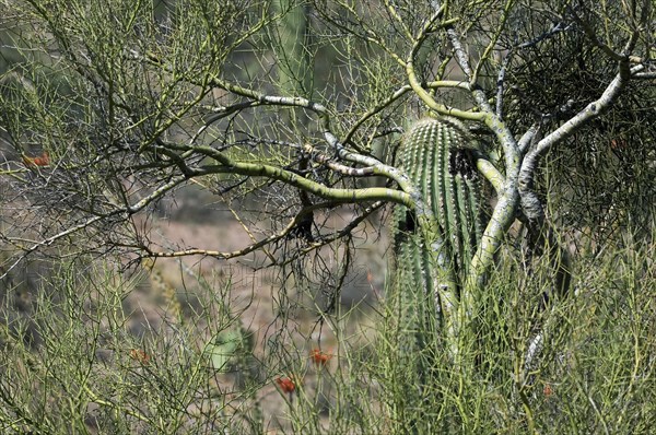 Saguaro