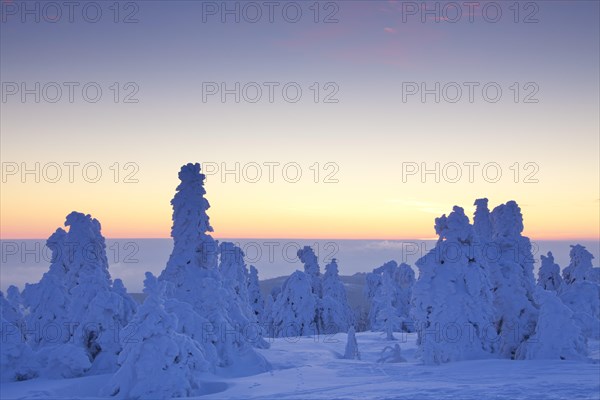 Frozen snow covered spruce trees in winter at Brocken