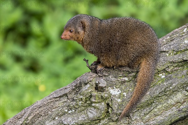 Common dwarf mongoose