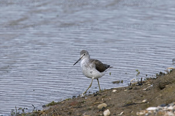 Common Greenshank