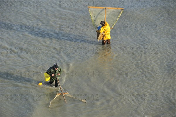 Shrimpers fishing for shrimps with shrimping net along the beach at Le Treport