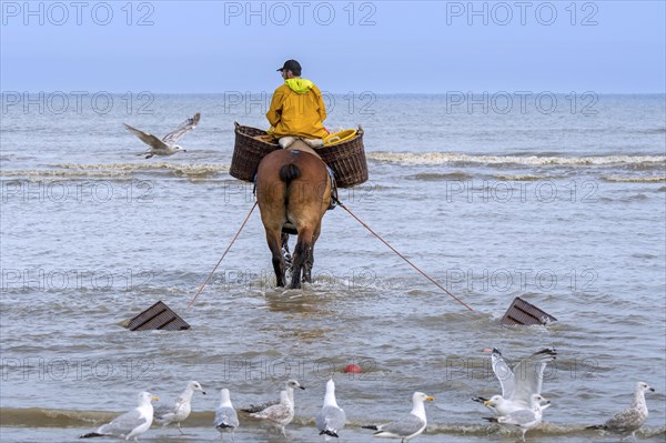 Shrimper on draught horse