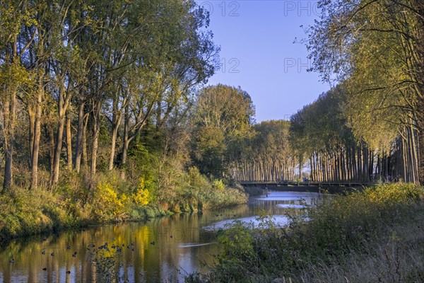 Poplar trees along the Schipdonk Canal