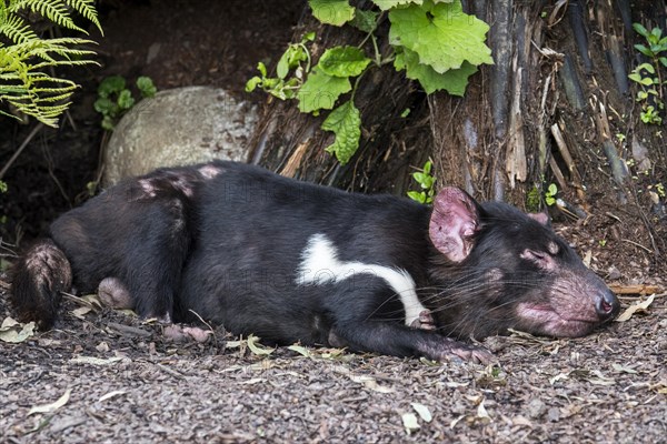 Sleeping Tasmanian devil