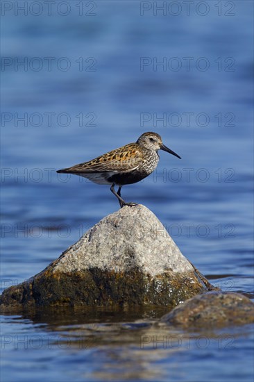 Dunlin