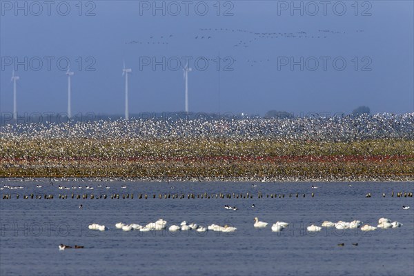 Dunlin