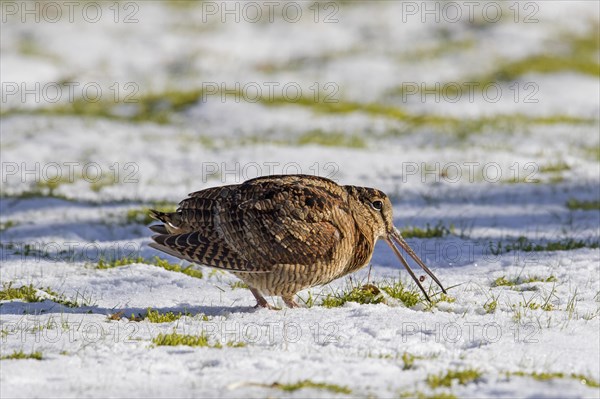 Eurasian woodcock