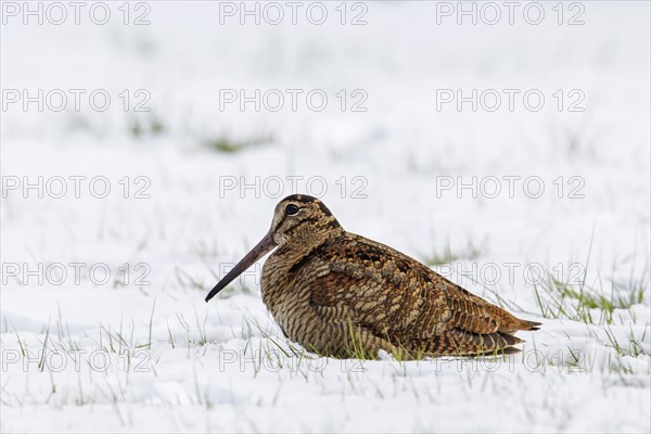 Eurasian woodcock