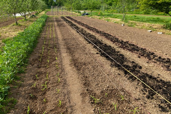 Henri's Field growing area