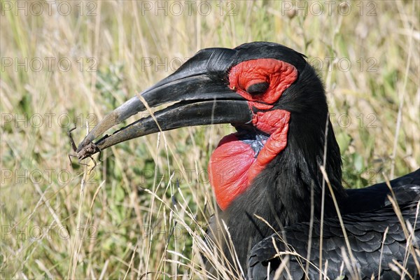 Southern Ground Hornbill