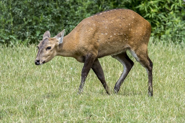 Indian hog deer