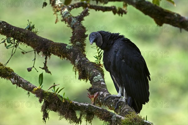 American black vulture