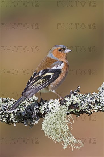 Common chaffinch