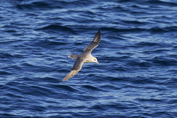 Northern fulmar