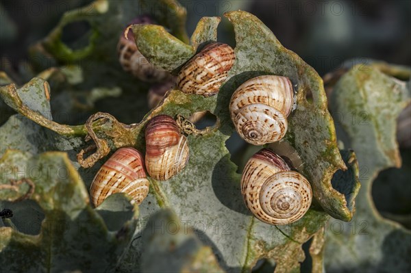 Colony of invasive white garden snails