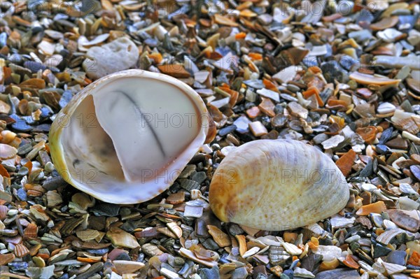 American slipper limpets