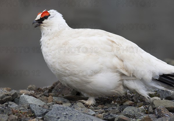 Svalbard rock ptarmigan