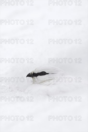 Rock ptarmigan