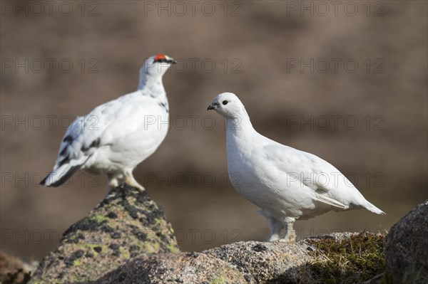 Rock ptarmigan