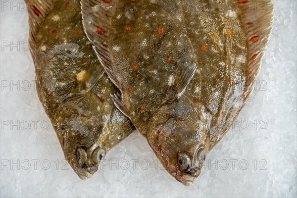 European plaice