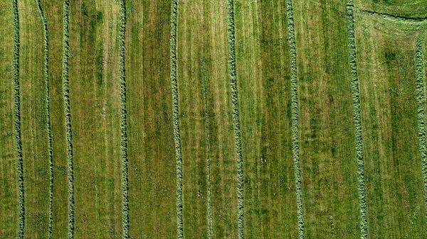Aerial view of a mown meadow with grass lying to dry in Schlauen
