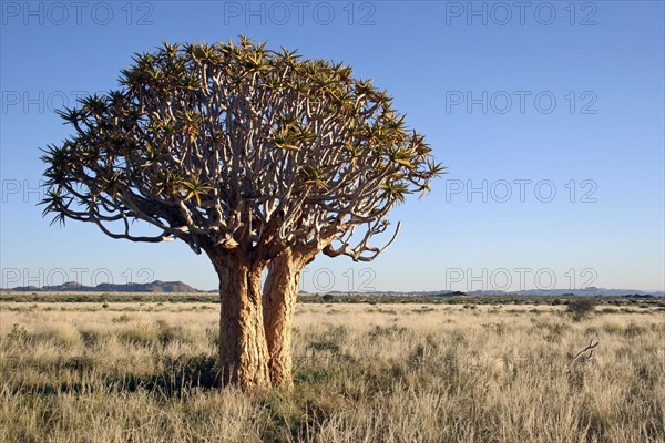 Lonely quiver tree