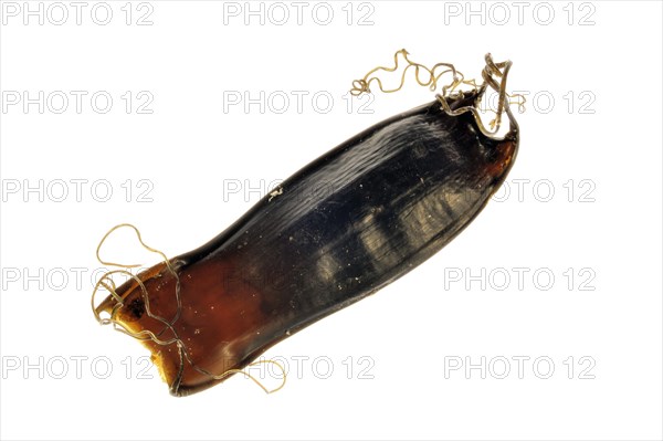 Egg case