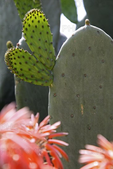 Prickley Pear Cactus