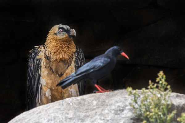 Bearded vulture