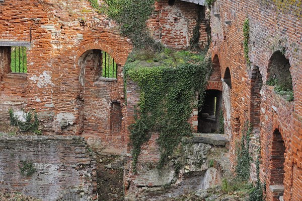 Inner walls in ruins covered in ivy of the medieval Beersel Castle