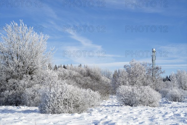 Trees covered in white frost in winter and forest fire watchtower at the Hoge Venen