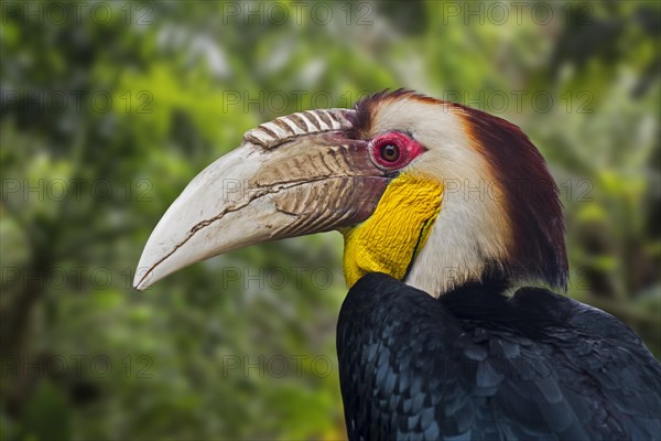 Wreathed hornbill