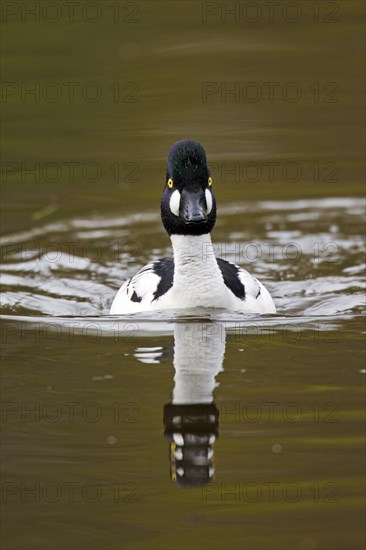 Common goldeneye