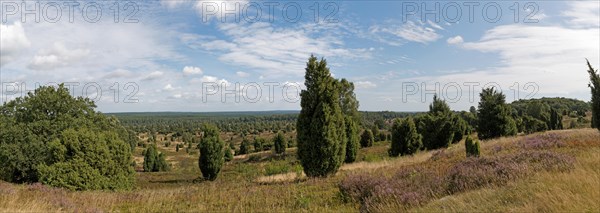 Panorama from Wilseder Berg