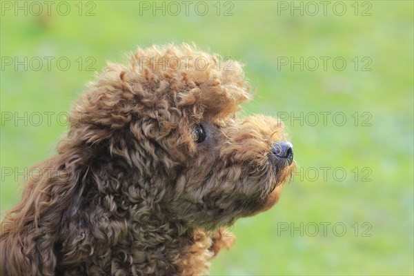 Toy Poodle