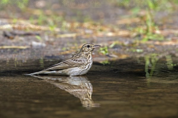 Tree pipit