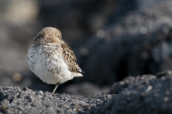 Dunlin