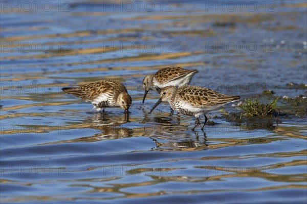 Dunlin