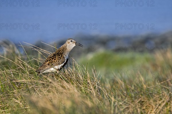 Dunlin