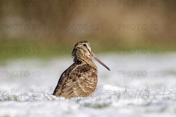 Eurasian woodcock