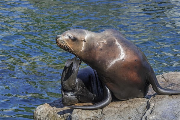 Steller sea lion