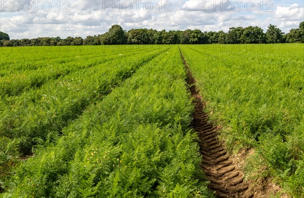 Field of carrots growing in field Shottisham