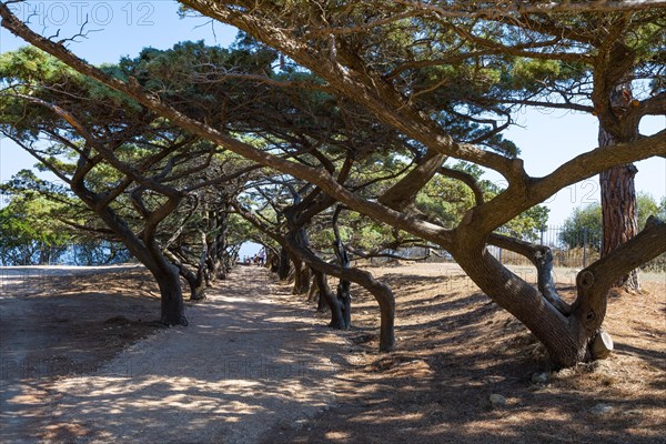 Umbrella-shaped pine trees