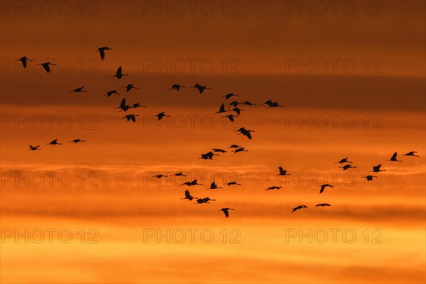 Migrating flock of common cranes