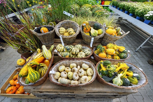 Ornamental pumpkins in a garden centre