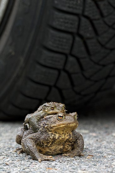 Common Toad