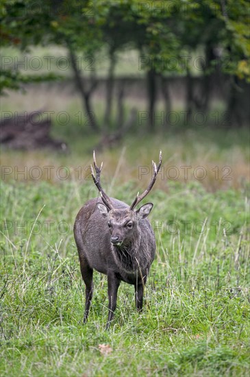 Sika deer